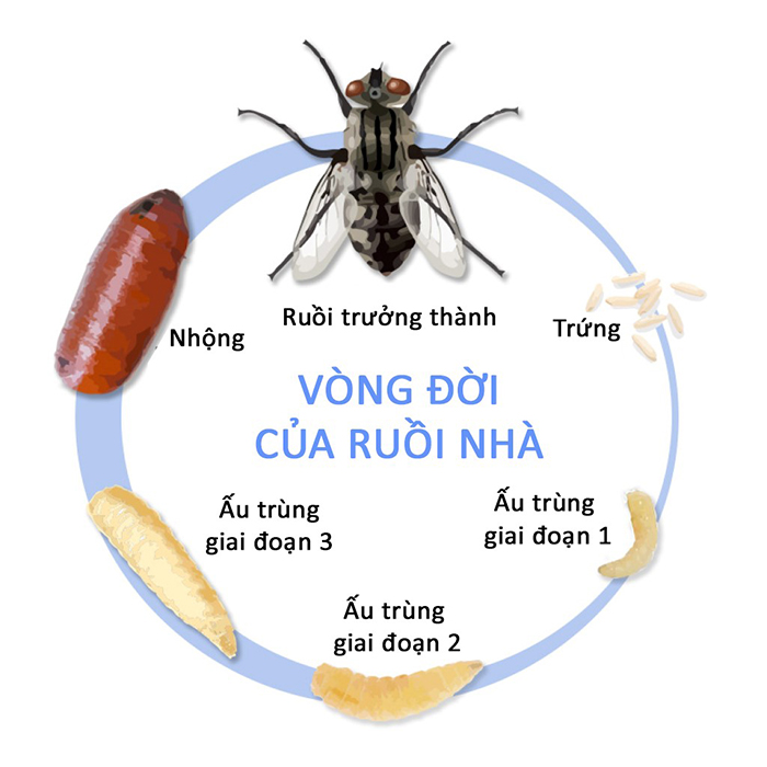 Vòng đời của ruồi